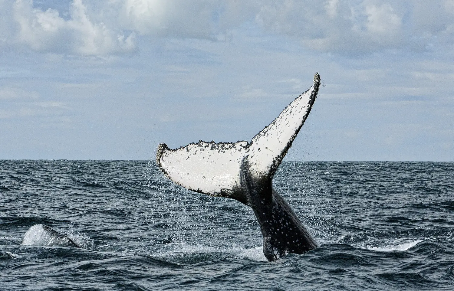 Baleia jubarte no litoral da Bahia